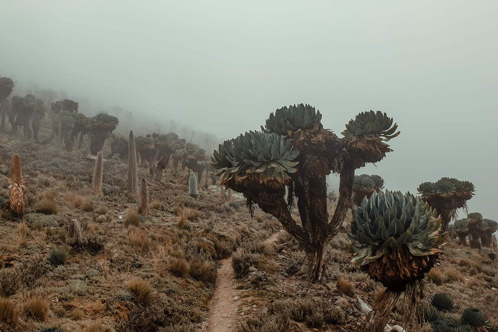 Mt Kenya, Naro Moru route, solo, without guide, in two days